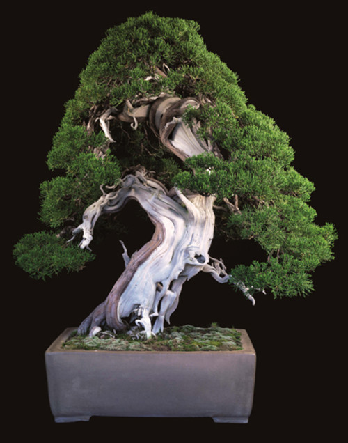 …or You Could Just Sit Back & Enjoy Some Beautiful Bonsai | Bonsai Bark