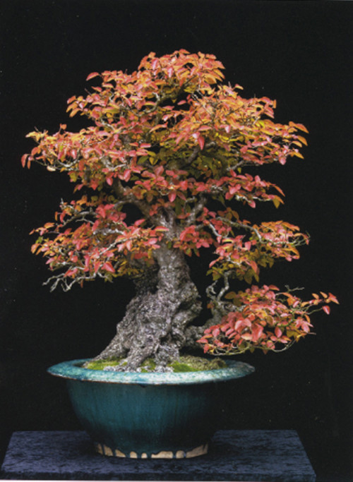 Dan Robinson, Bonsai Pioneer | Bonsai Bark