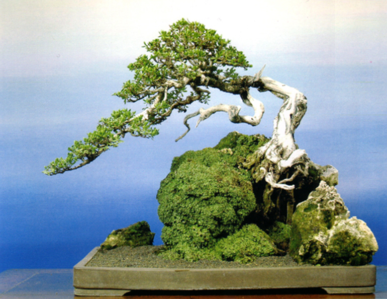 Or You Could Just Sit Back Amp Enjoy Some Beautiful Bonsai