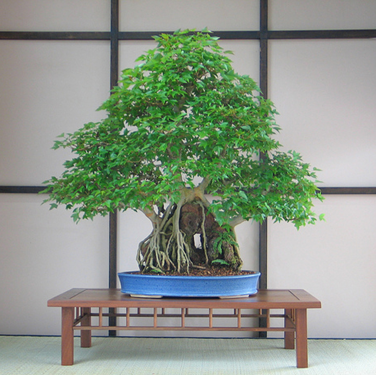 Acer buergerianum roots over rock