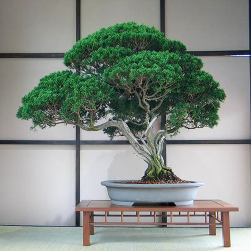 Bonsai Brilliance At The Brooklyn Botanic Garden 