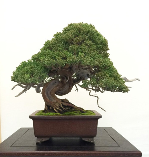 Home Turf – Bay Area Bonsai | Bonsai Bark