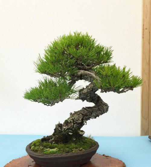 Home Turf – Bay Area Bonsai | Bonsai Bark