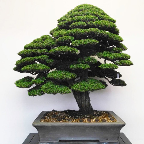 Keeping the Bonsai Vibe Cool in Rising Summer Heat | Bonsai Bark