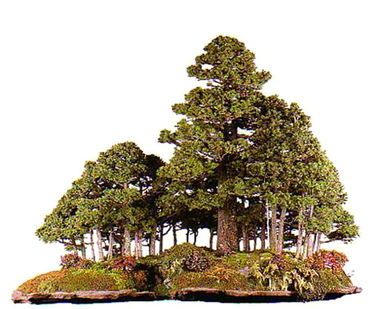 Mixed Forest Bonsai (& Others) by One of the Original Grand Masters ...