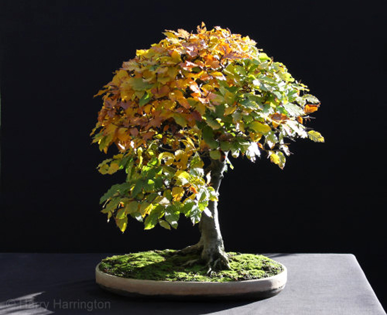 Beech bonsai nov13