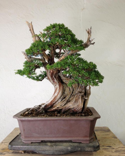 A Boon to Bonsai | Bonsai Bark