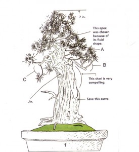 A Cornucopia of Bonsai Art & Technique | Bonsai Bark