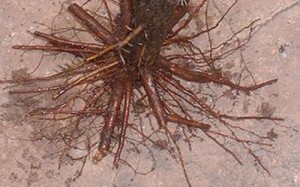Crataegus roots