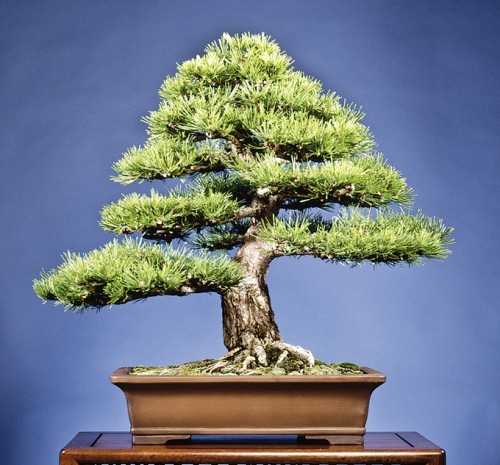 DWARF AUSTRIAN PINE | Bonsai Bark