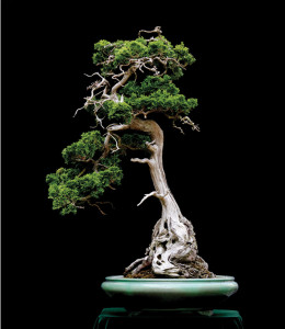 Bonsai U.S.A. & Beyond | Bonsai Bark