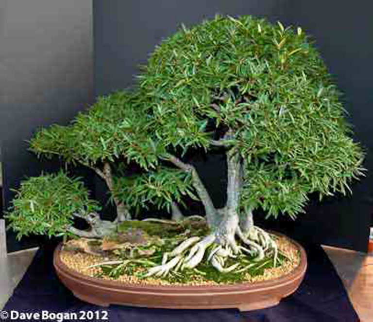 an-amazing-little-tree-with-six-names-bonsai-bark