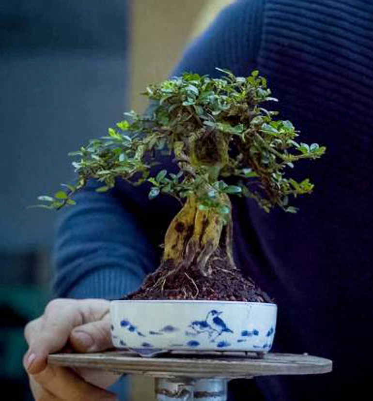 EMPIRE-bonsai-pots-basics.00_05_20_14.Still021