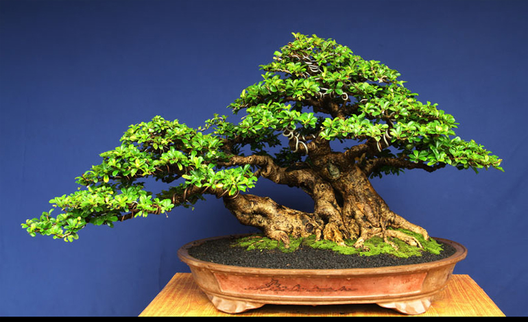 A Flowering Bonsai  a Pot that Some Would Die For an 