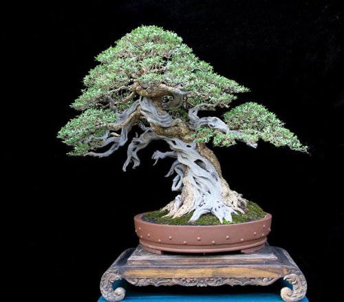 Bonsai Bark | Promoting and Expanding the Bonsai Universe | Page 3