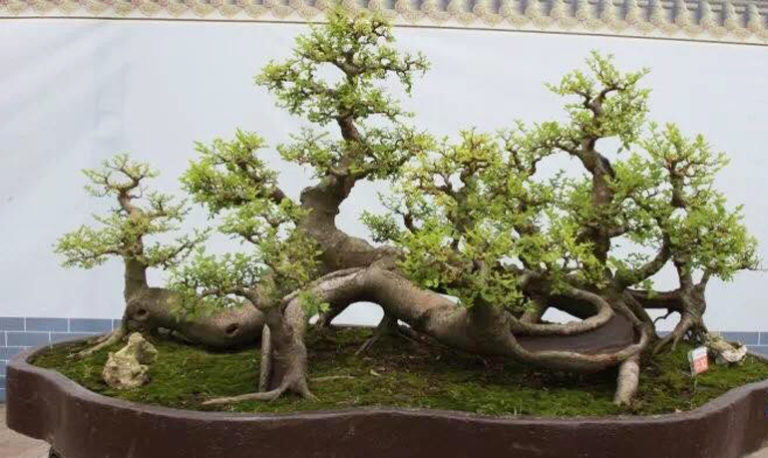 More Impressive Works of Imagination & Skill | Bonsai Bark