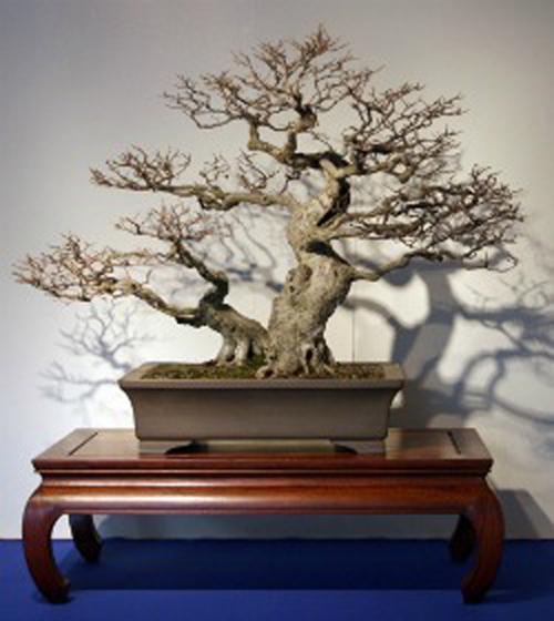 Hornbeam-bonsai-winter-500