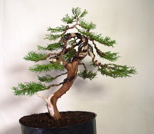 More Bonsai from Scratch Winners | Bonsai Bark