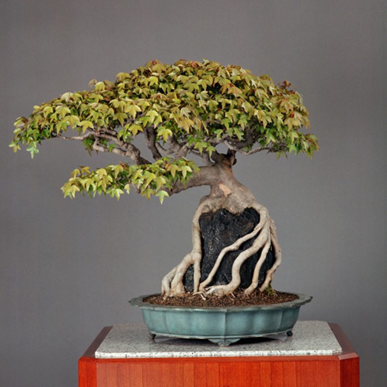 Imperial family's bonsai to go on display to mark end of Heisei Era