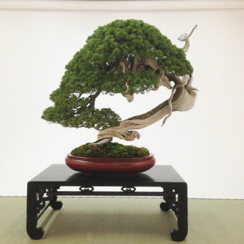 World Famous Masterpiece Bonsai | Bonsai Bark