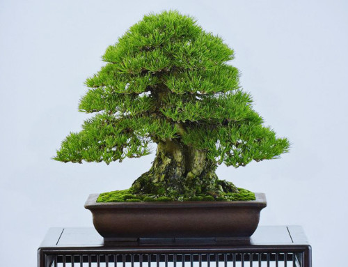 The King of Bonsai | Bonsai Bark