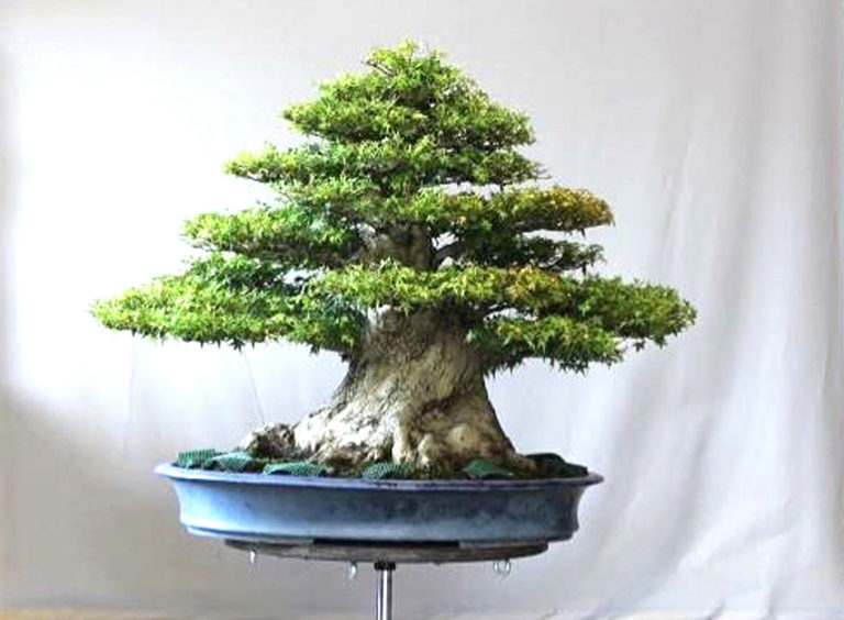 An Impressively Massive Japanese Maple Bonsai An Equally Impressive   Jean Paul Polmansmomijicrop770 768x564 