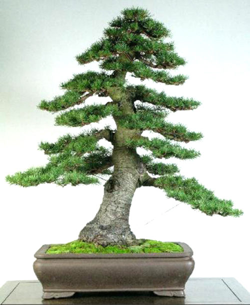 Valentin’s Bonsai Behemoth | Bonsai Bark