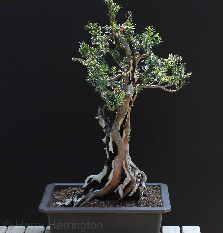 English Yew Bonsai Tree - Taxus baccata