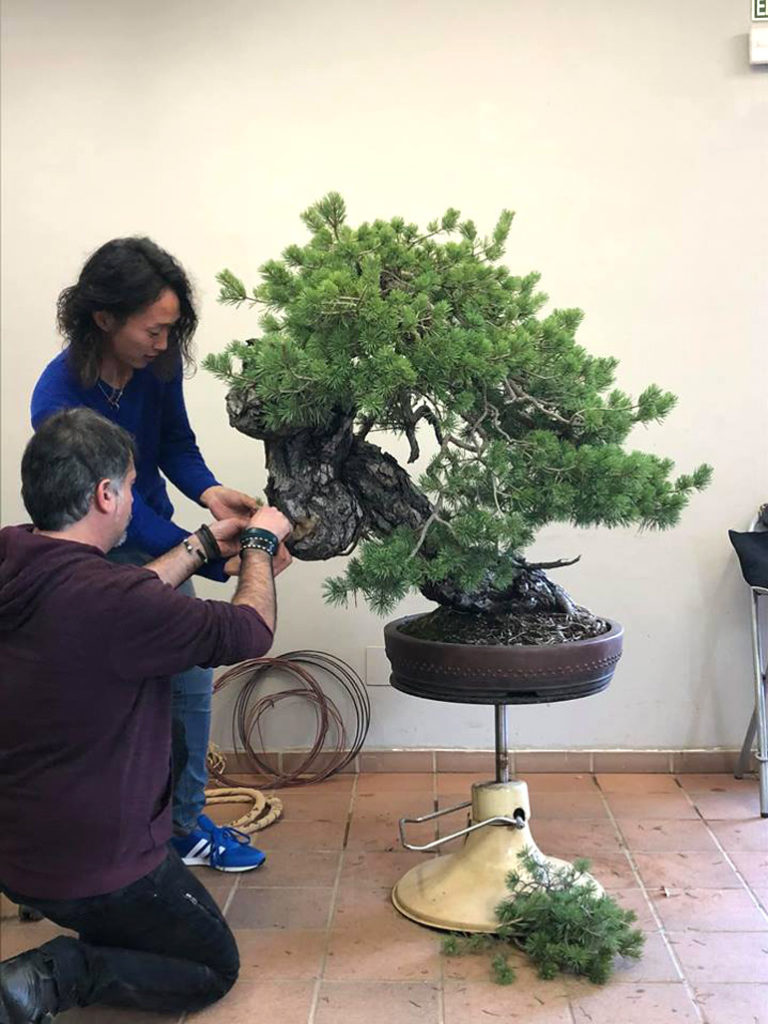 Sheer Bonsai Power – Before & After | Bonsai Bark