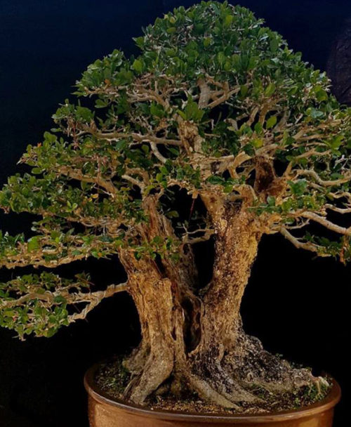 Bonsai Bark | Promoting and Expanding the Bonsai Universe | Page 32