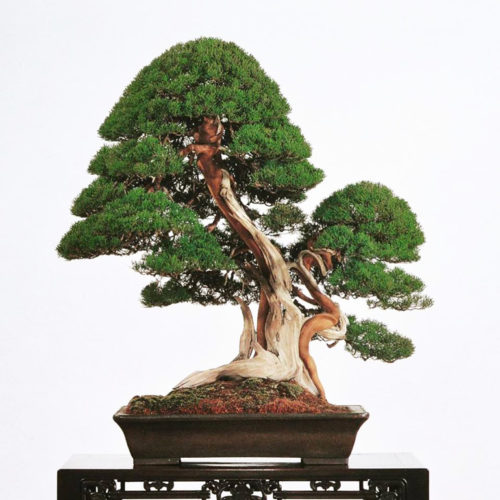 Bonsai Bark | Promoting and Expanding the Bonsai Universe | Page 6