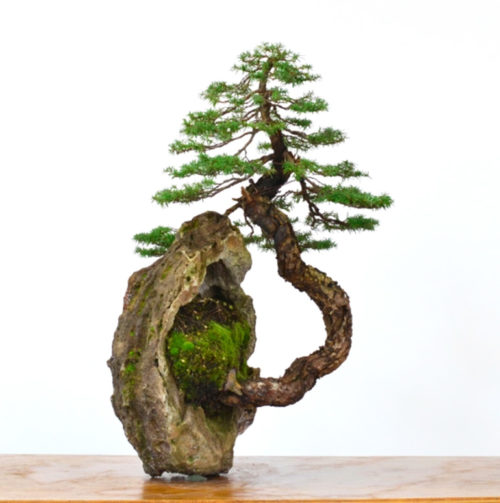 Cliff Bonsai – Before & After | Bonsai Bark