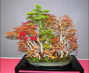 maple forest bonsai