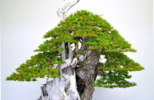 Before & After – Spectacular & Even More Spectacular | Bonsai Bark