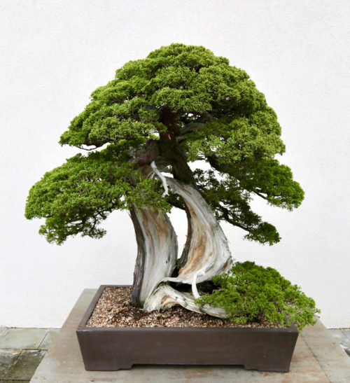 Two More Bonsai & Two Special Events at the National Bonsai & Penjing ...