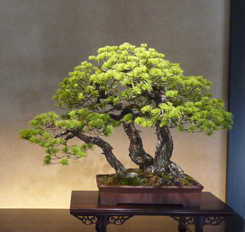 Bonsai Meets Pop Music Again | Bonsai Bark