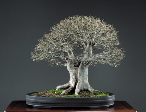 RIP Ben Oki  American Bonsai  Pioneer Bonsai  Bark