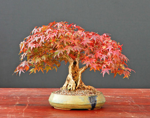 Modern Bonsai Practice | Bonsai Bark