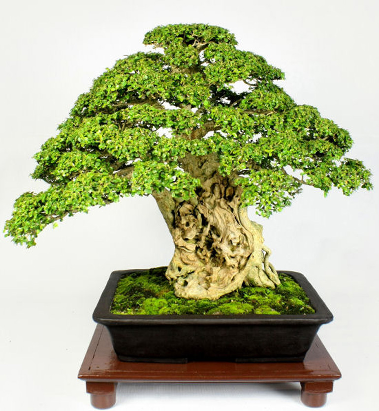 Philippine bonsai show (12)