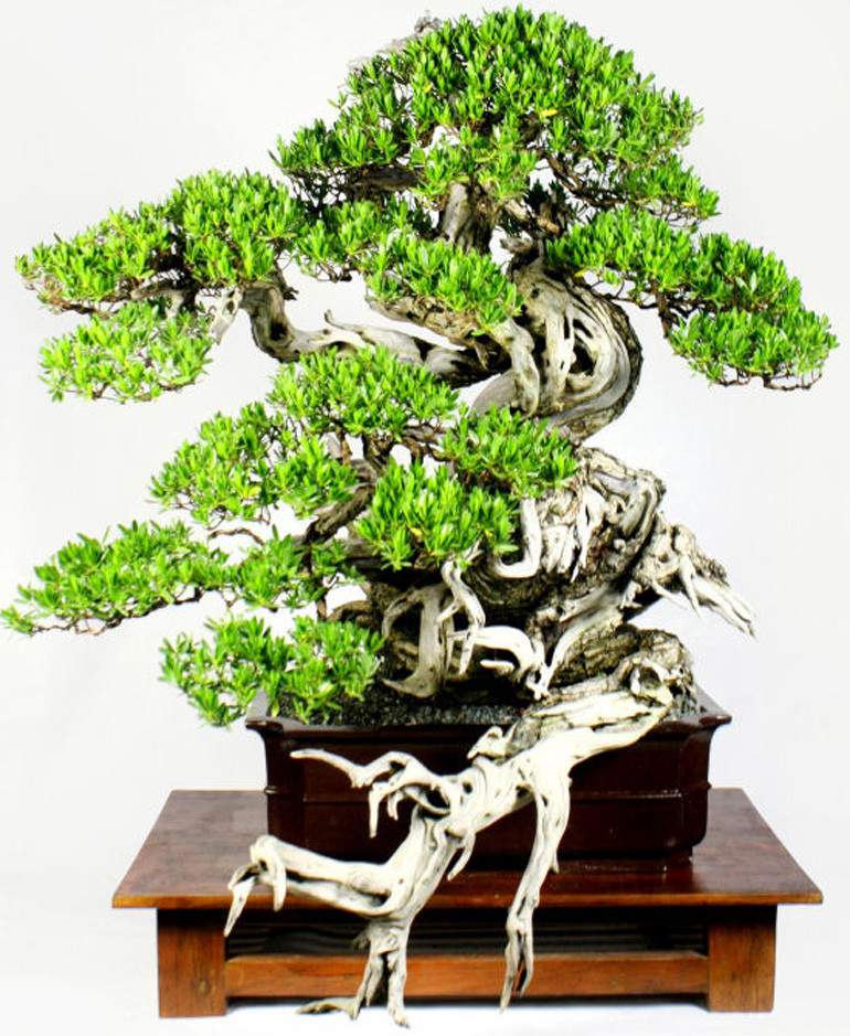 Philippine bonsai show (30)