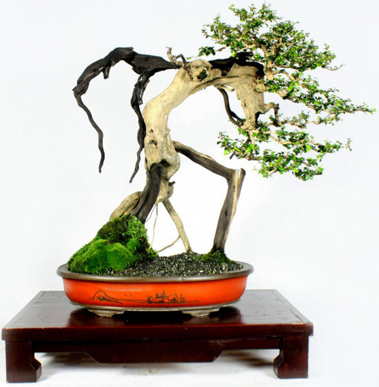 Philippine bonsai show (35)