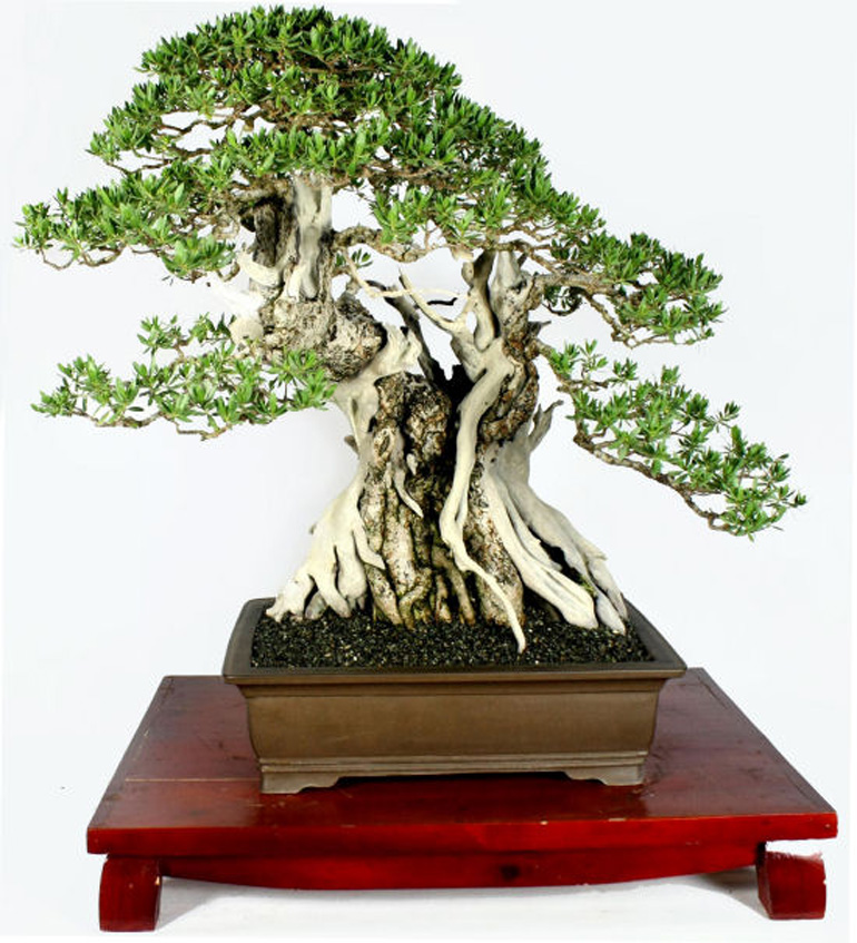 Philippine bonsai show (38)