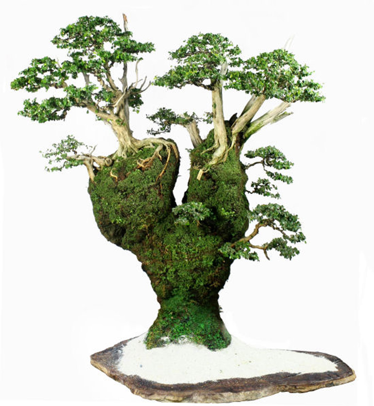 Philippine bonsai show (5)