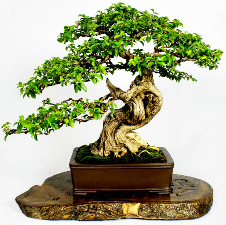 Philippine bonsai show (9)