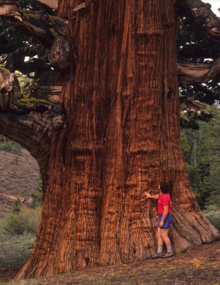 Nature’s Wild Bonsai | Bonsai Bark
