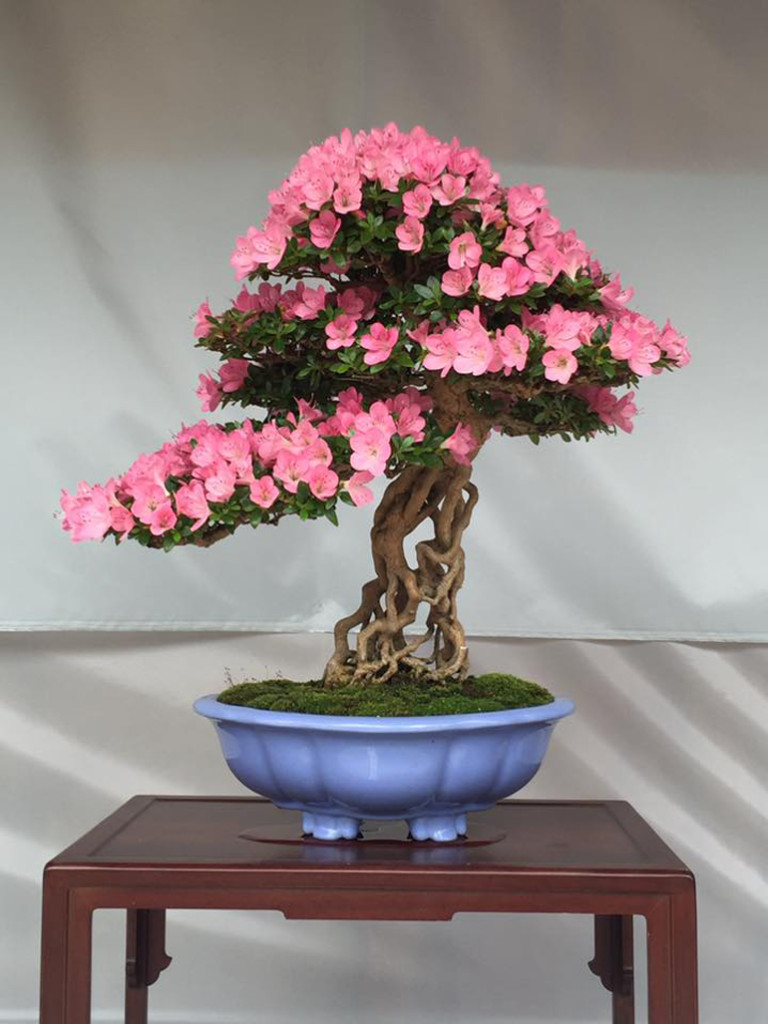 Not to Swamp You with So Many Flowering Bonsai… | Bonsai Bark
