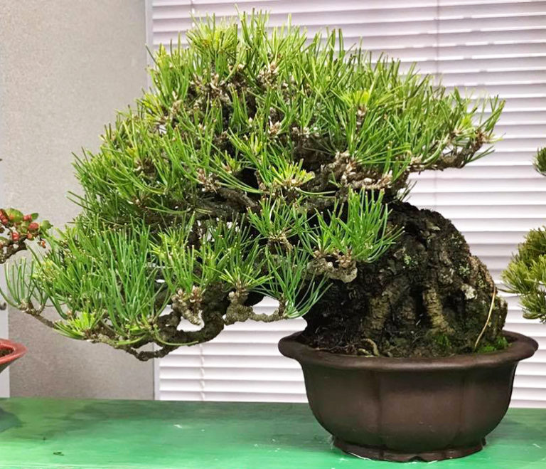 Fat Trunks, Small Pots – Stone Lantern