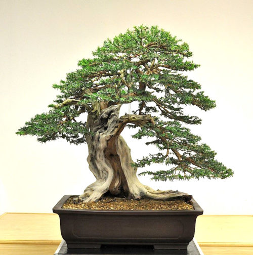 Francesco Santini, Seven Years Later | Bonsai Bark