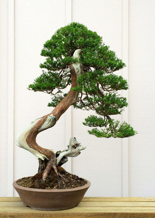 Before & After – Yearly Work on any Juniper | Bonsai Bark