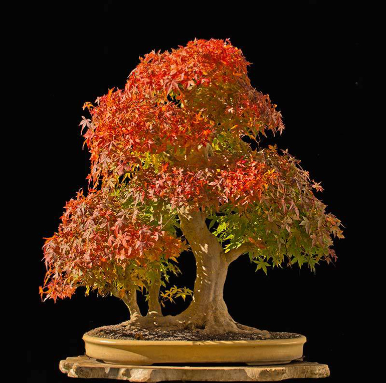 Feed Your Bonsai They Don T Survive On Water Light And Love Alone Bonsai Bark